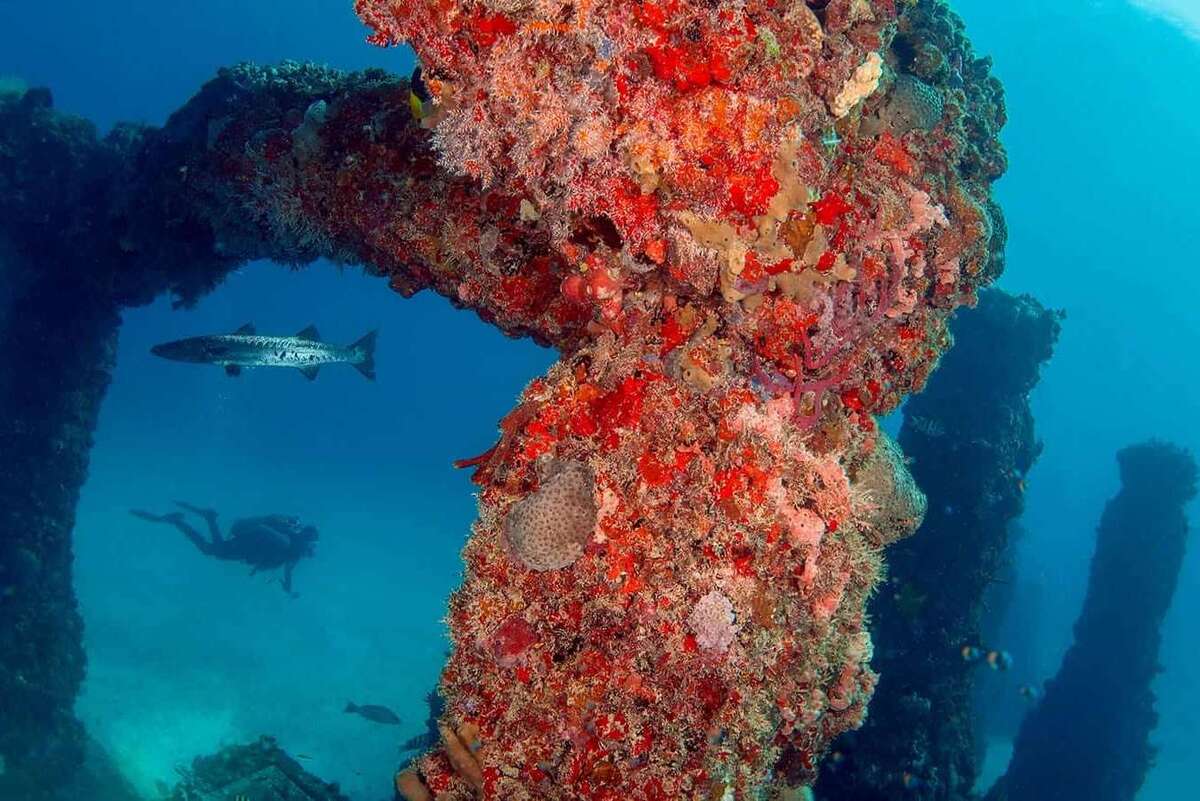 Underwater scenery at the Neptune Memorial Reef